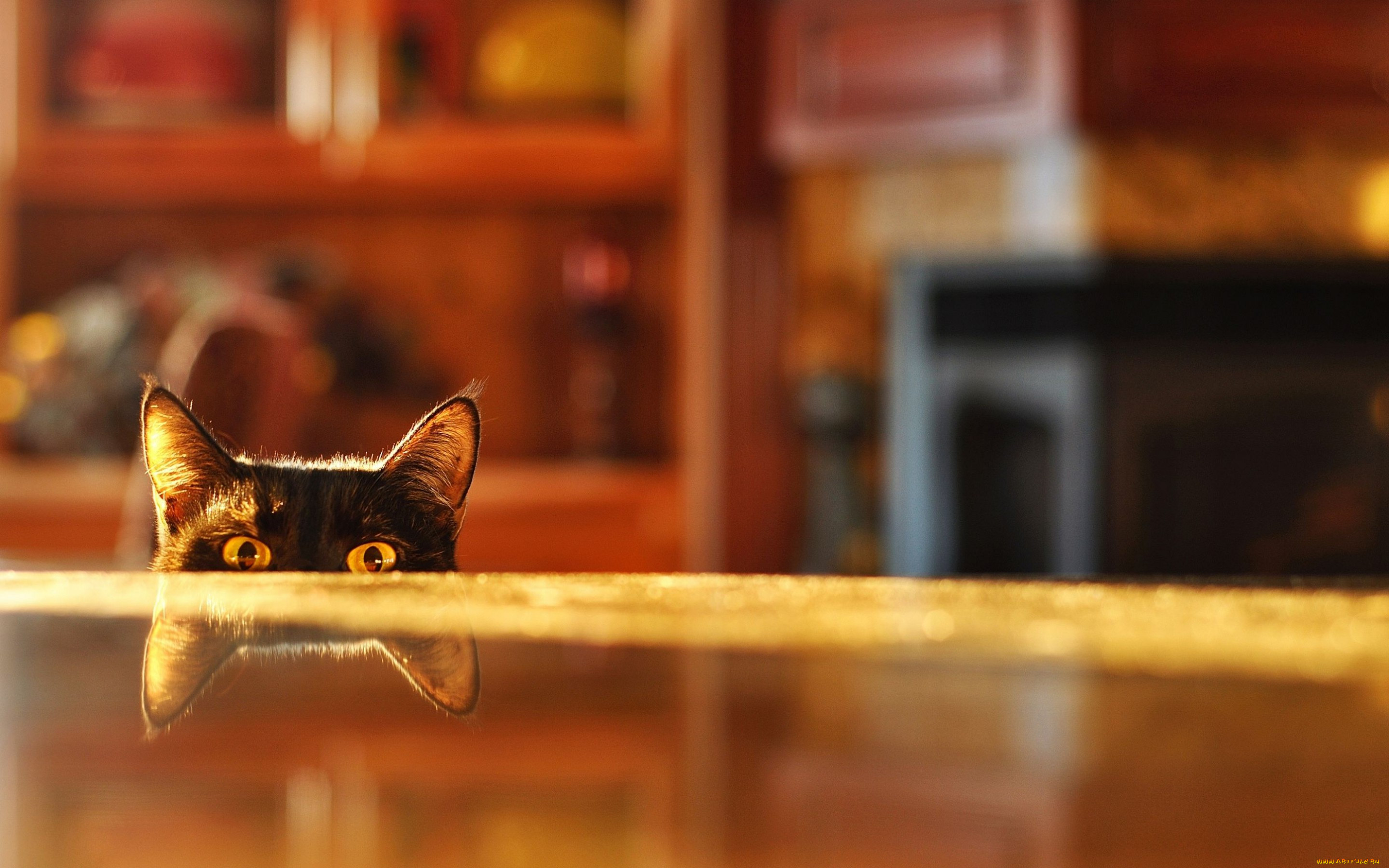 Смотрят кошки на экране. Кот выглядывает. Котик выглядывает из под стола. Кот выглядывает из-за стола.